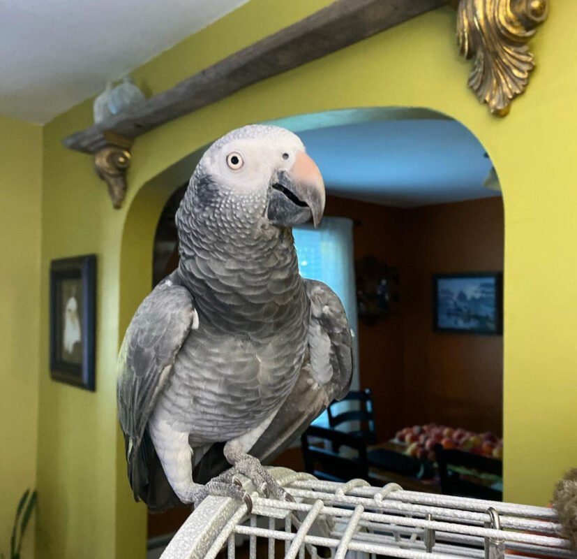 How Long Do African Grey Parrots Live