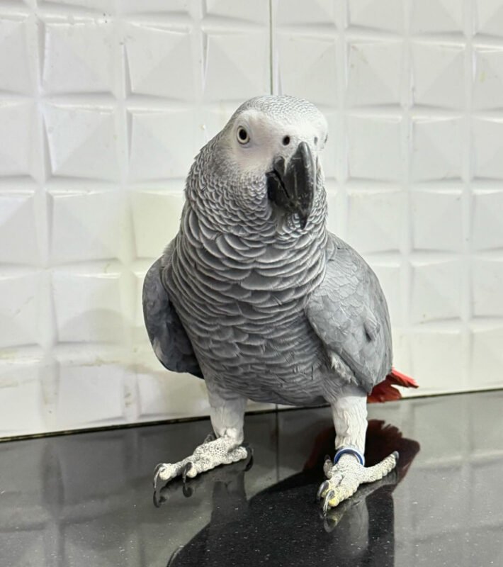 How Much Is An African Grey Parrot?