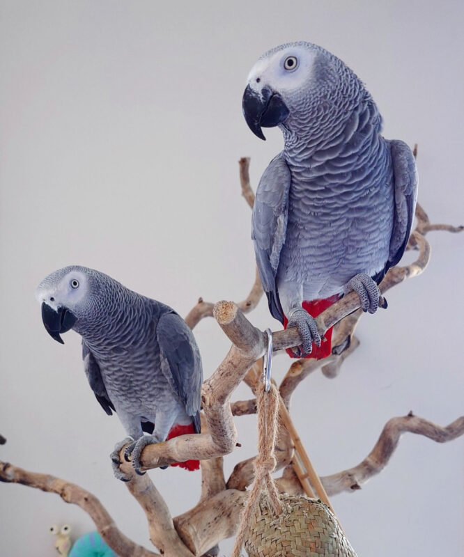 What Do African Grey Parrots Eat?