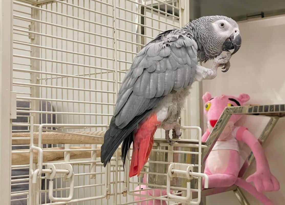 African Grey Parrots Species