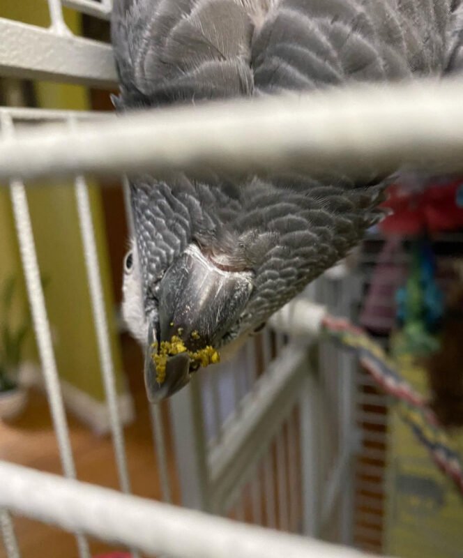 What Do African Grey Parrots Eat?