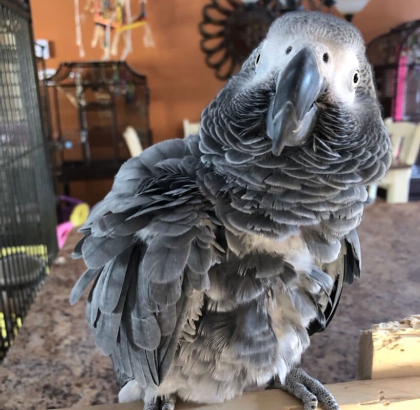 African Grey Parrots Species