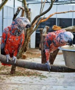 Red Factor African Grey