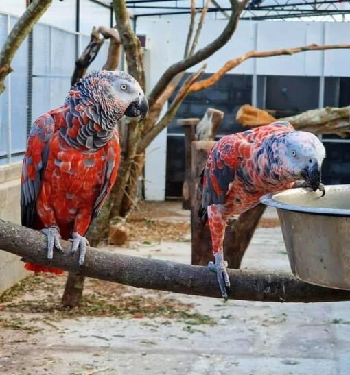 Red Factor African Grey