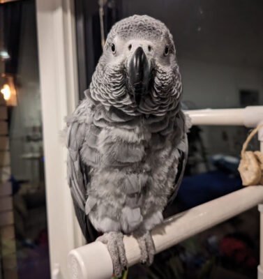 African Grey Parrot For Sale