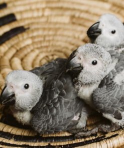 Baby African Grey Parrot