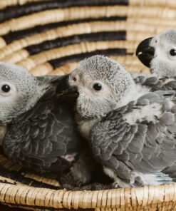 Baby African Grey Parrot