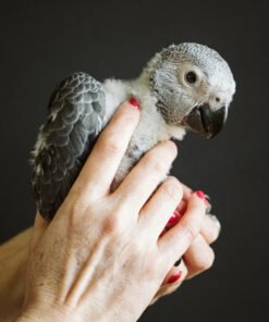 Baby African Grey Parrot For Sale