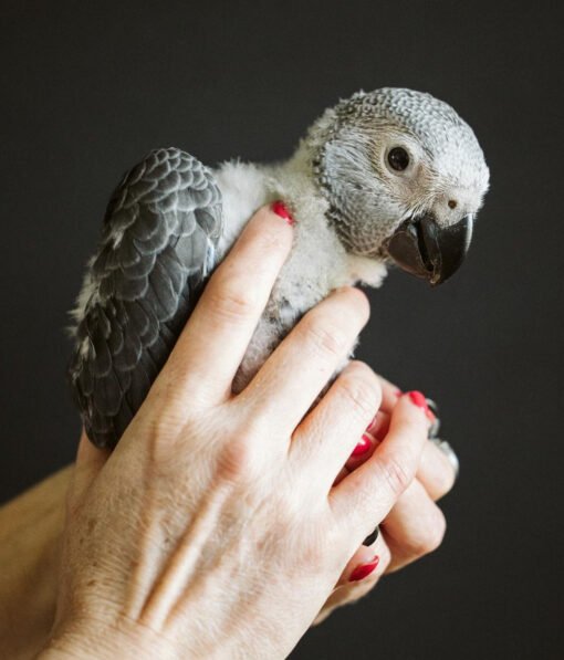 Baby African Grey Parrot For Sale