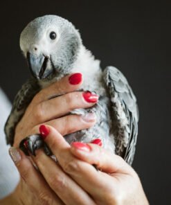 African Grey Parrot For Sale