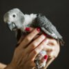 Baby African Grey Parrot For Sale