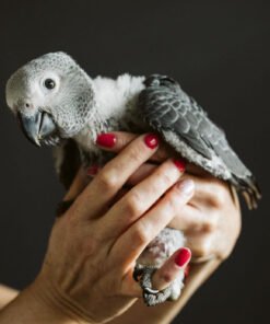 Baby African Grey Parrot For Sale