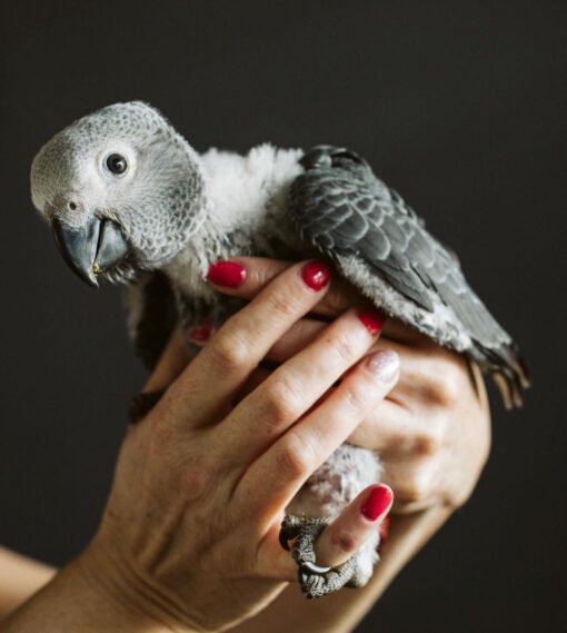 Baby African Grey Parrot For Sale