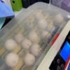 African Grey Parrot Eggs