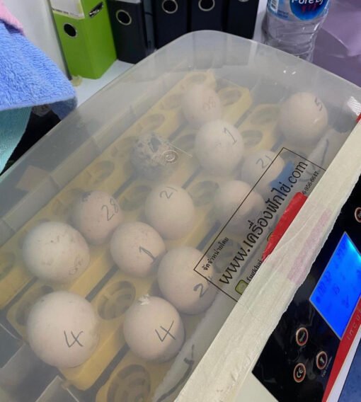 African Grey Parrot Eggs