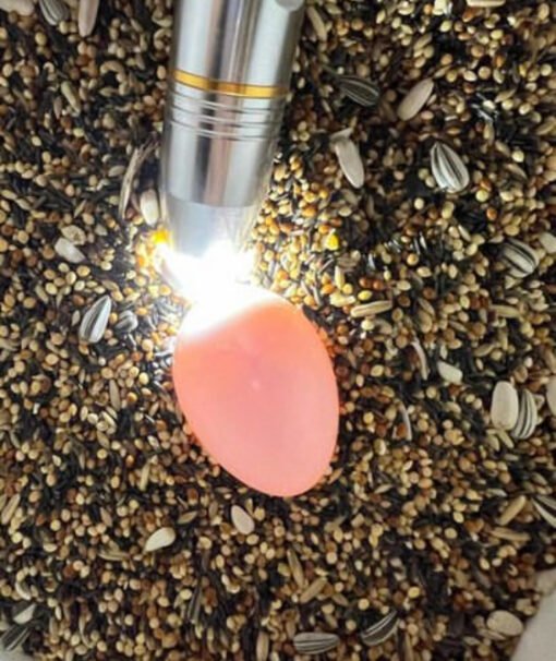 African Grey Parrot Eggs