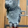 Congo African Grey Parrots