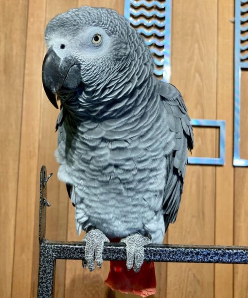 Congo African Grey Parrots