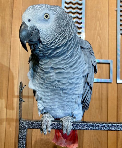 Congo African Grey Parrot