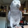 Timneh African Grey Parrot