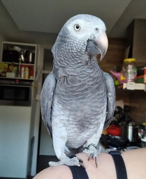 Timneh African Grey Parrot