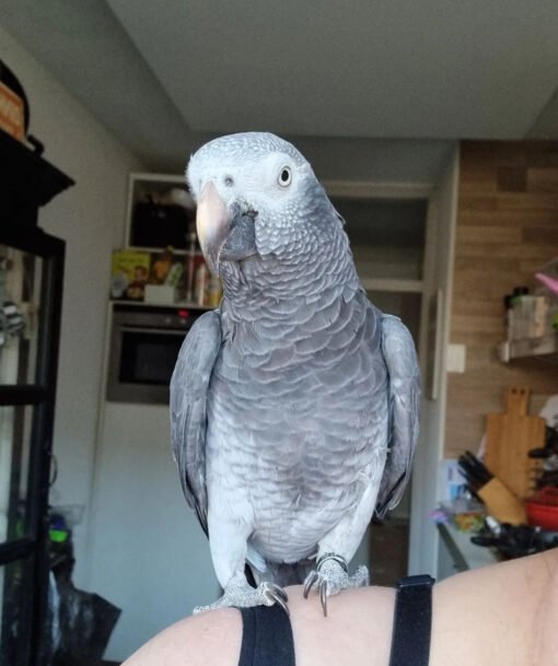 Timneh African Grey Parrot